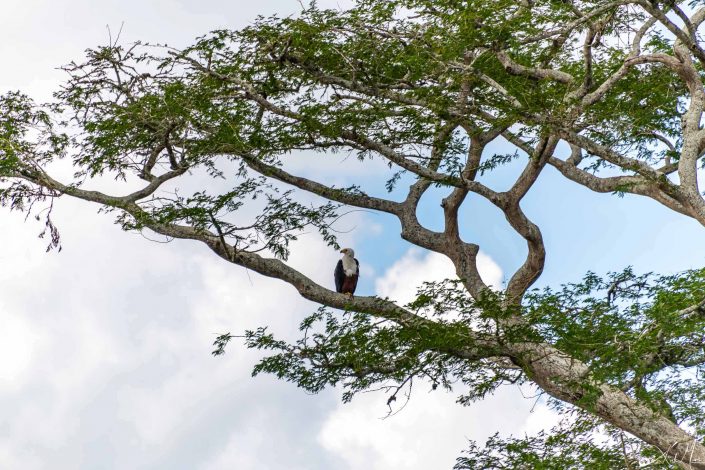 Eagle sitting on a branch of the tree