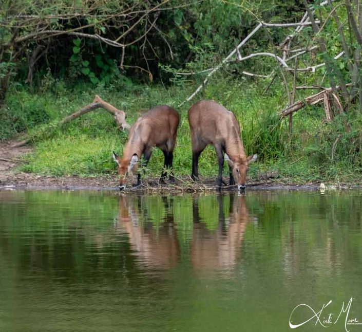 Beautiful picture of two waterbucks drinking water by the lake and you can see their reflection in the lake water