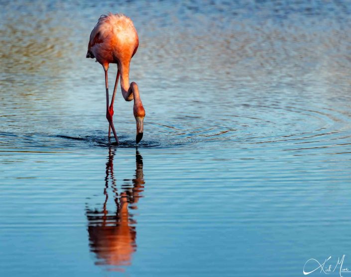 Best photo of a flamingo fishing in water with its reflection