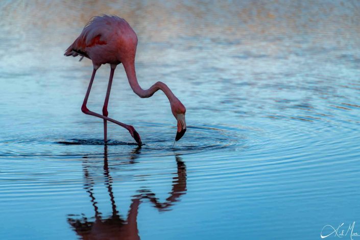 Best photo of a flamingo fishing in water with its reflection