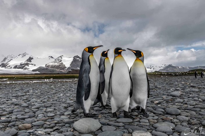 Group of 4 king penguins with one standing in the middle and the others staring at it, with snow capped mountains in the background