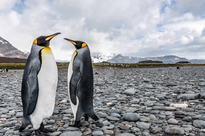 Close-up of a king penguin couple standing on the beach with snow capped mountains in the background