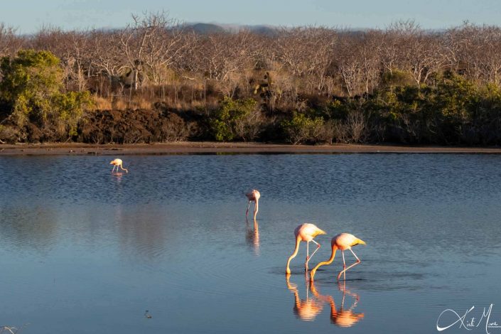 Scenic photo of a flamingos fishing in water with their reflection