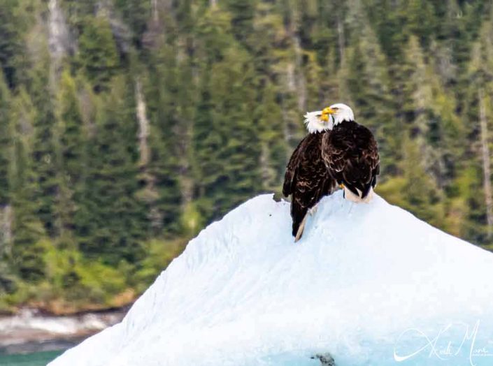 Beautiful photo of two bald eagles sitting on an iceberg