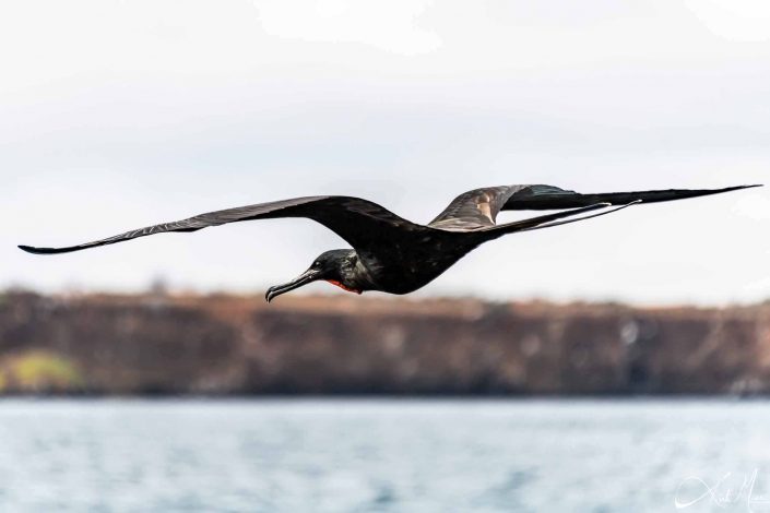 Best photo of a frigate bird in flight by the sea