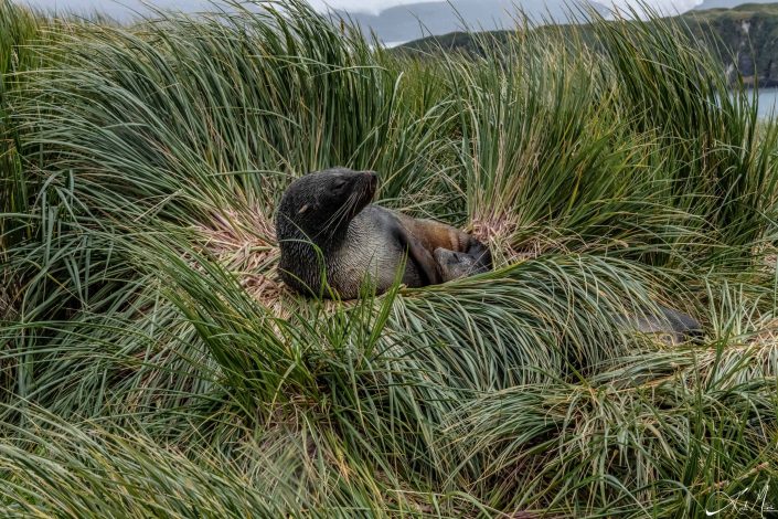 Beautiful close-up of a mother and seal pup resting in their nest