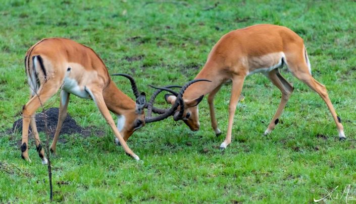 Two young impalas having a play fight for practice