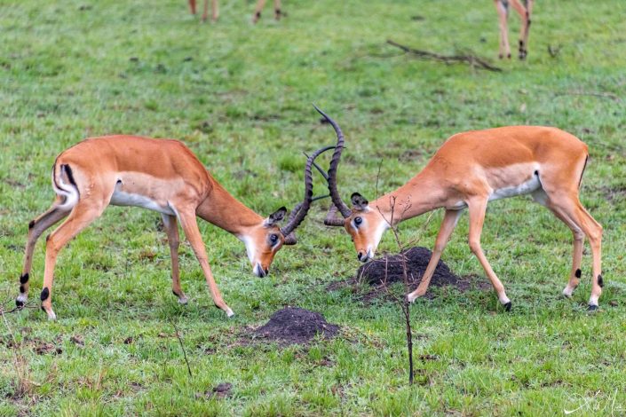 Two young impalas having a play fight for practice