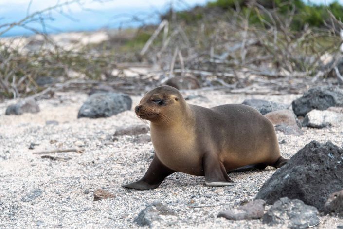 Cute photo of a seal passing by looking all cool!