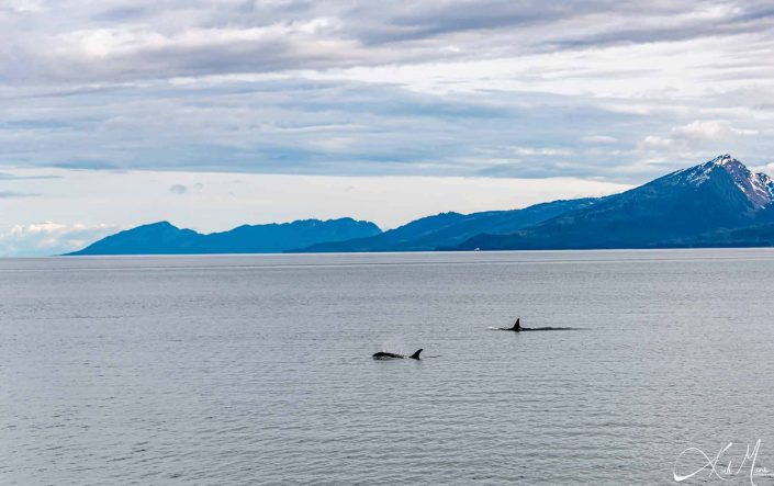 Scenic photo with two killer whales/ orcas swimming and snow-capped mountains in the background