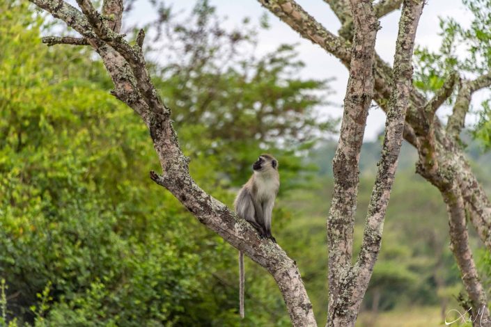 Beautiful picture of a vervet monkey sitting on a branch of a tree, looking thoughtful