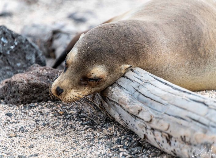 Adorable photo of a seal sleeping with its head on a log