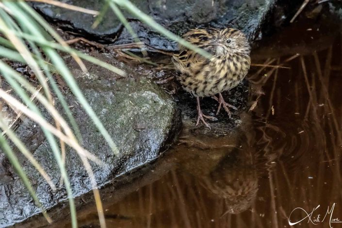 Best photo of a South Georgia pipit