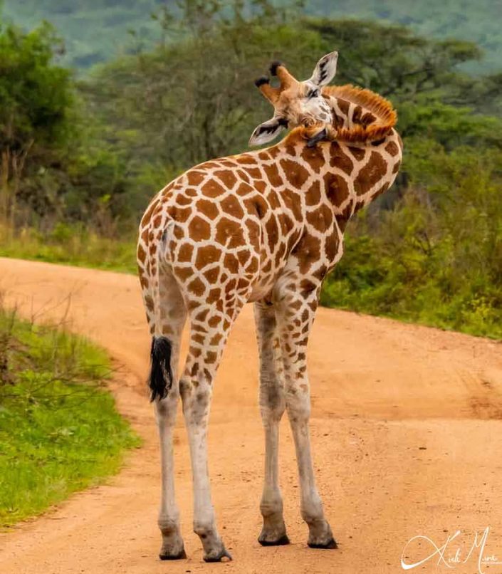 Rare photo of a giraffe turning its neck to lick the base of its neck