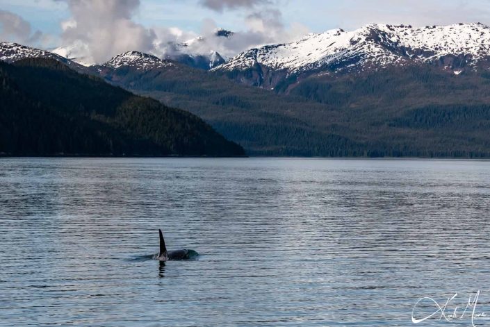 Scenic photo with killer whale/ orca swimming and snow-capped mountains in the background