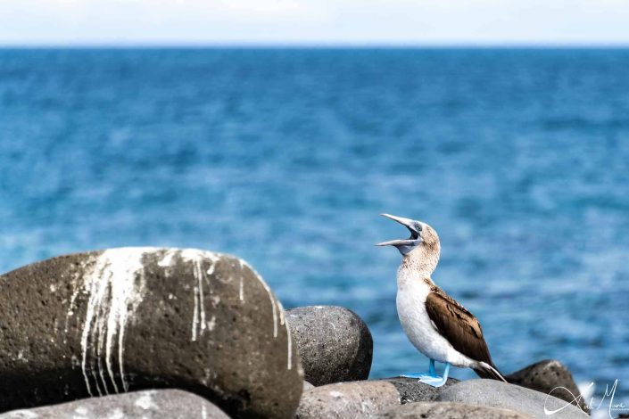 Great photo of a blue footed booby (looks like it is singing) with sea in the background