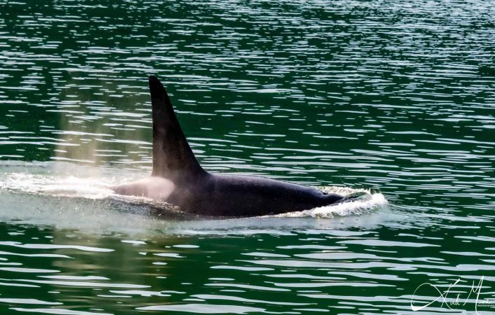 Great close-up of a killer whale/ orca swimming