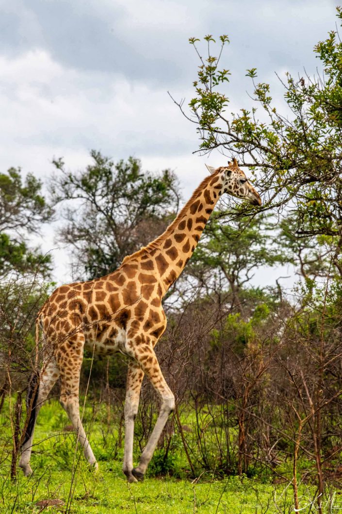 Beautiful full photo of a giraffe eating leaves of a tree