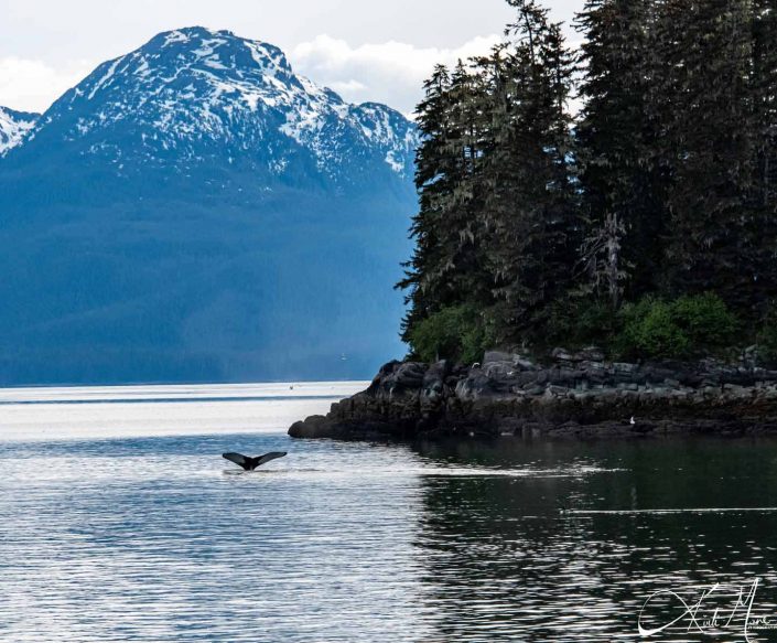 Whale breaching with snow capped mountain in the background