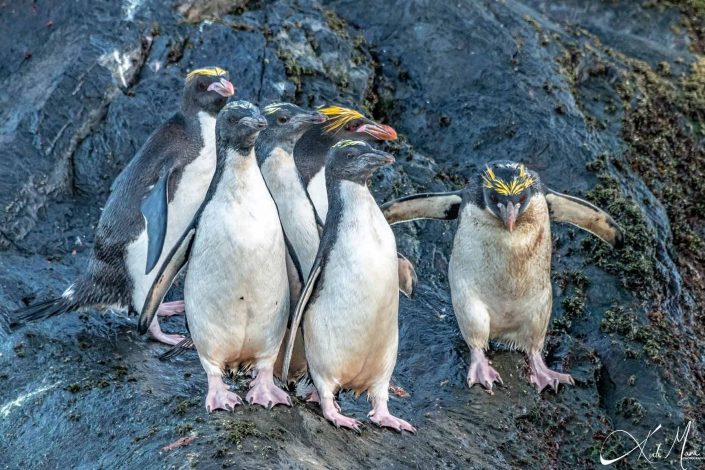 Best photo of a group of an adorable macaroni penguins