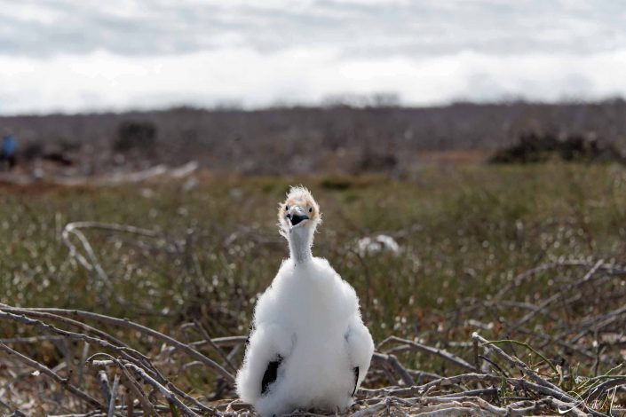 Cute and adorable photo of a frigate bird chic, it looks like its is all excited and smiling