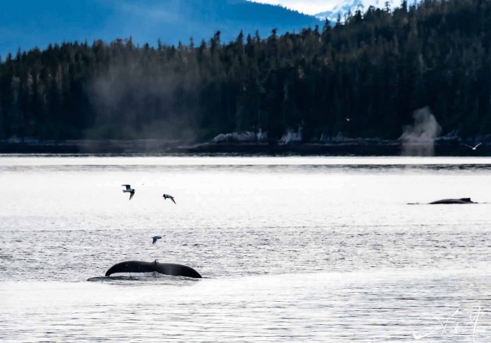 Whale breaching with 3 birds flying around it