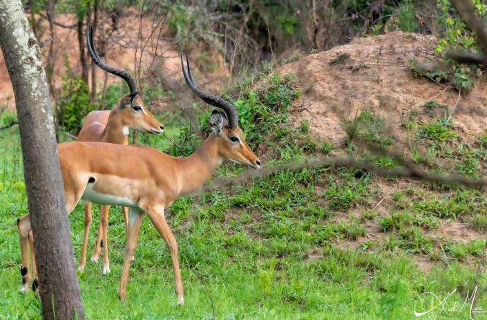 Two impalas