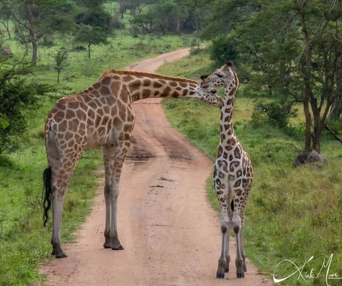 Young and an adult giraffe standing in the middle of the road, the adult giraffe is nudging on the neck of the young giraffe