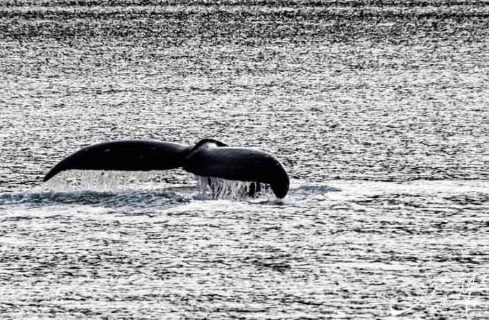 Close-up of whale-breaching