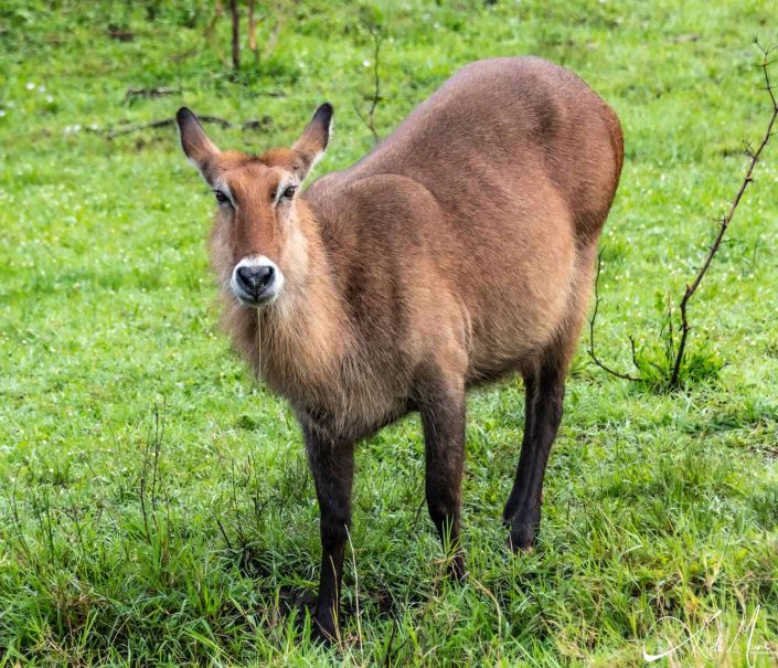 Beautiful photo of a female waterbuck