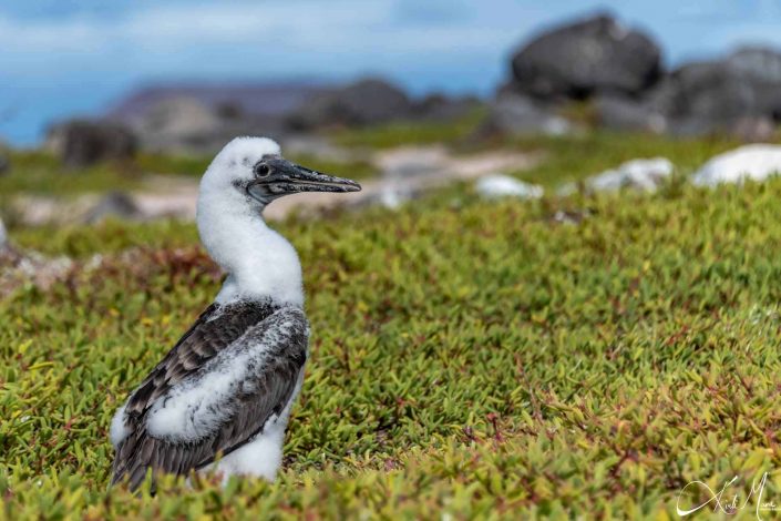 Scenic photo of blue footed booby chic