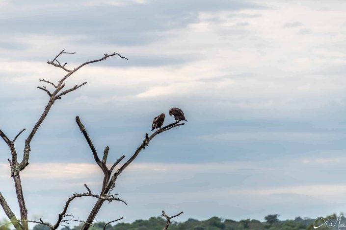 Two eagles on a tree