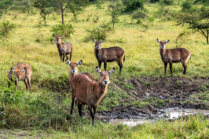 Group of 6 waterbucks looking at you with curiosity