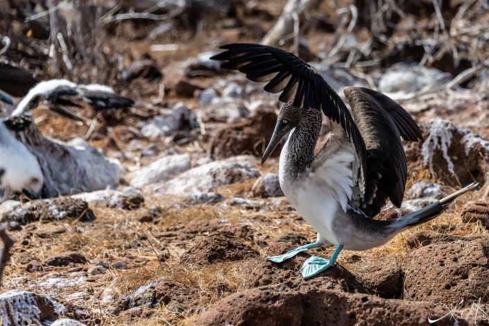 Blue footed booby dancing