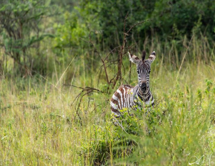 Young zebra looking at you with curiosity