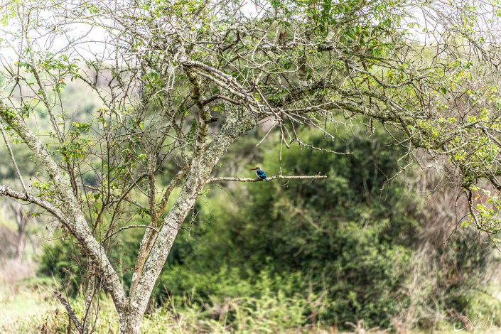 Beautiful picture of a kingfisher in green trees