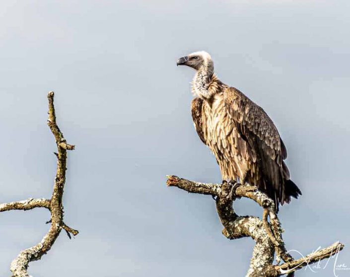 Beautiful photo of a vulture looking thoughtful