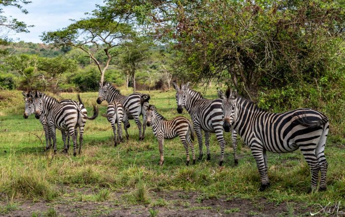 Group of 7 zebras, 6 of them turning and looking at you