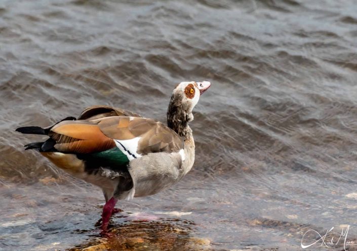 Beautiful photo of a Egyptian goose