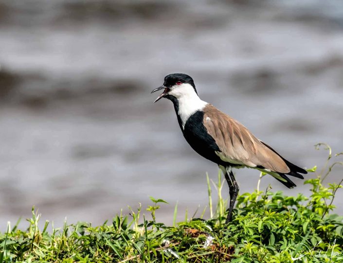 Beautiful close-up photo of spur-winged plover