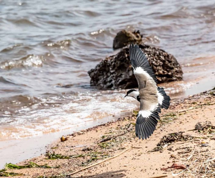 Beautiful close-up photo of spur-winged plover flying