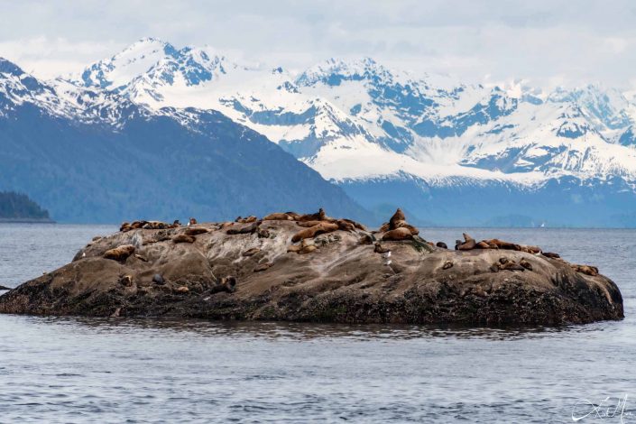 Sealions on a rock with snow-capped mountains in the background