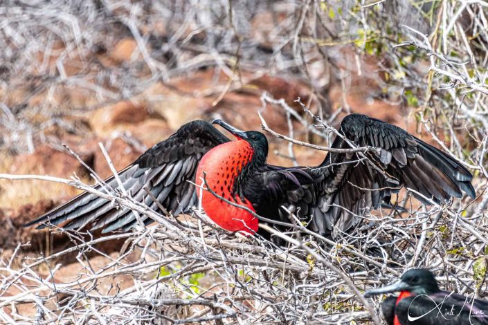 Male frigate bird all puffed up and showing off to attract a female