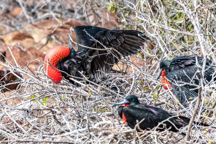 Male frigate bird all puffed up and showing off to attract a female