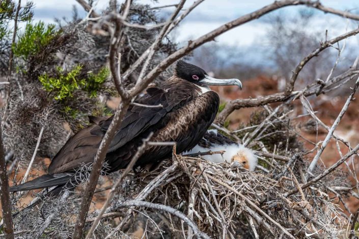 Beautiful photo of the mother and chic frigate in their nest