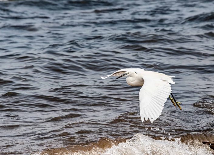 Beautiful photo of a great white egret flying