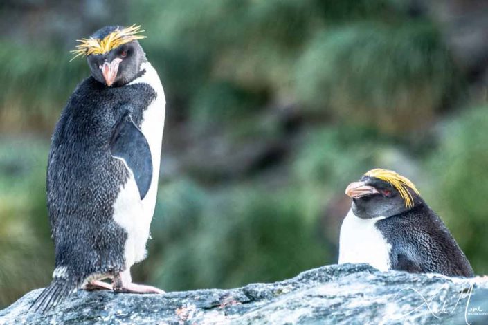 Cute photo of macaroni penguins