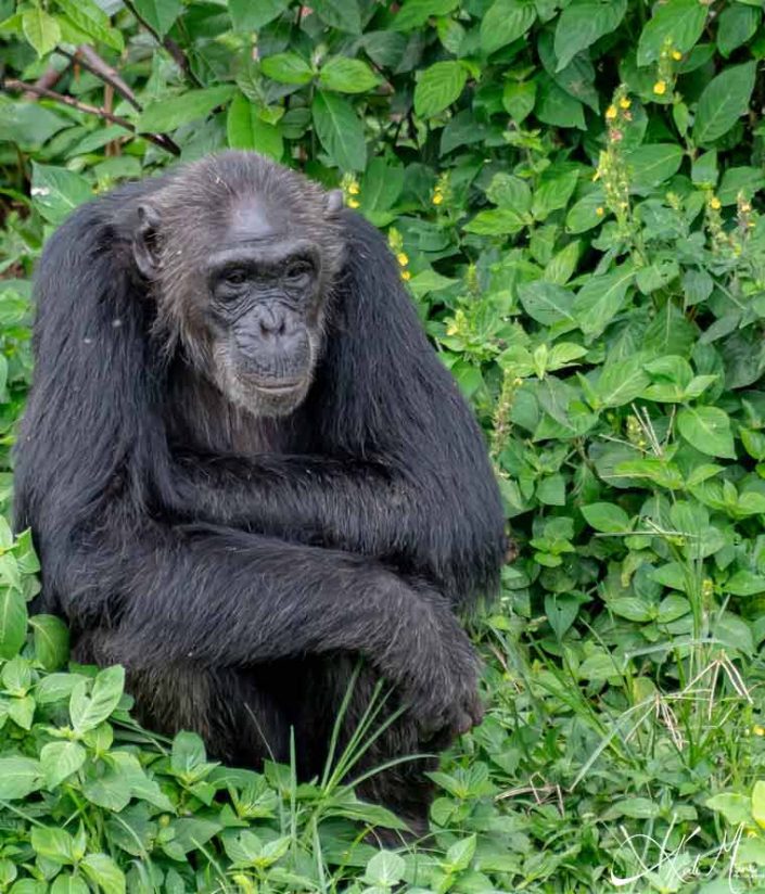 Chimpanzee looking thoughtful