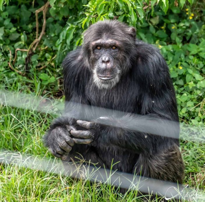 Chimpanzee looking at you