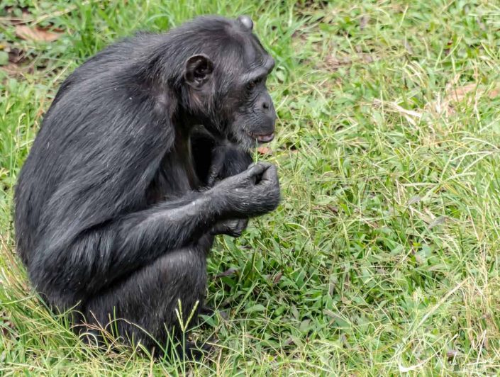 Chimpanzee contemplating while chewing on a grass strand